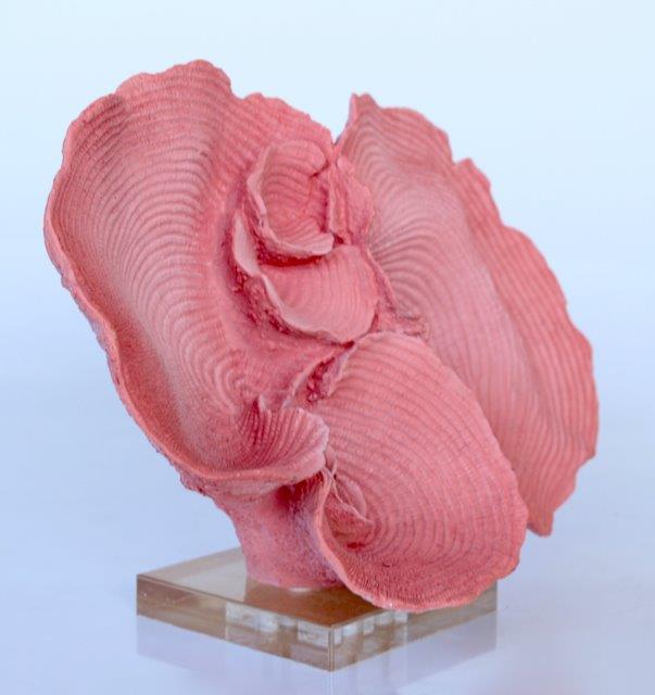 Pink Coral Ornament With Perspex Base